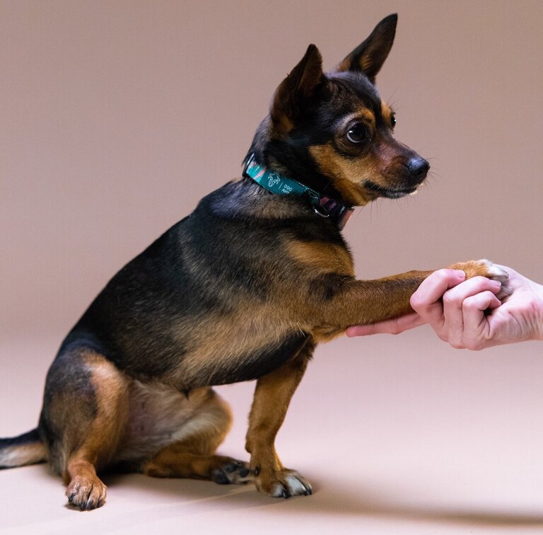 Dog mit Pfote in der Hand einer Person