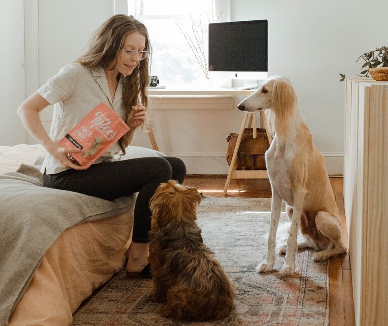  A person is sitting in front of two dogs, which are also sitting. The person has dog treats in their hand.